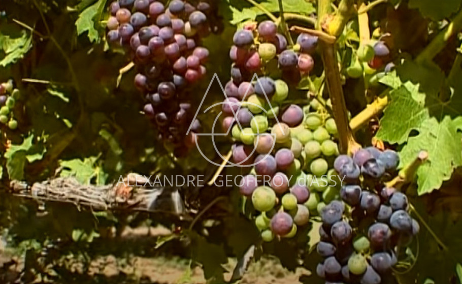 Prestigieux vignoble Bordelais sur 67 hectares