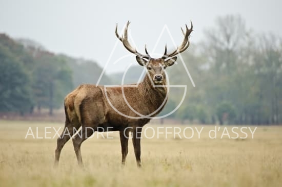 Exceptionnel domaine de chasse de 800 ha situé dans le val de Loire comprenant un château du XVème remanié au XIXème entièrement restauré.
