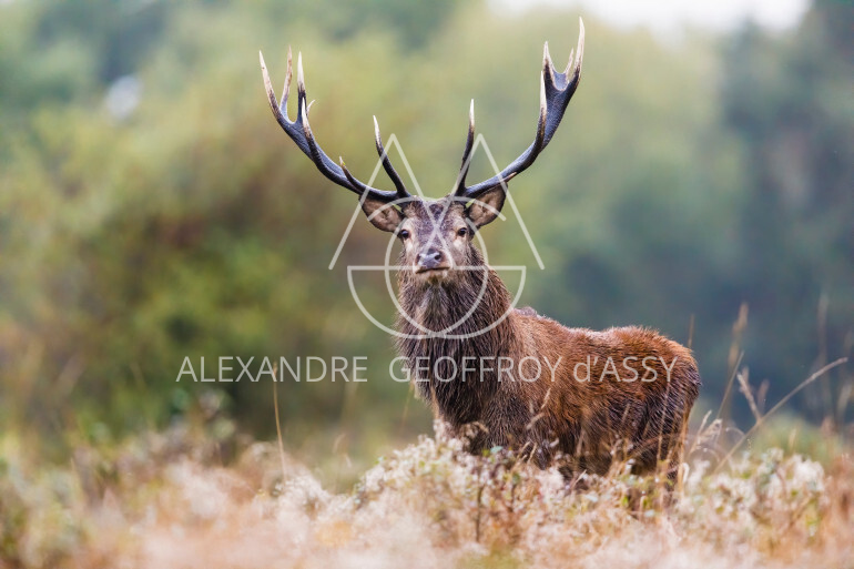 Exceptionnel domaine de chasse de 800 ha situé dans le val de Loire comprenant un château du XVème remanié au XIXème entièrement restauré.